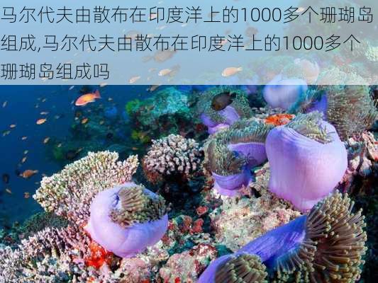 马尔代夫由散布在印度洋上的1000多个珊瑚岛组成,马尔代夫由散布在印度洋上的1000多个珊瑚岛组成吗