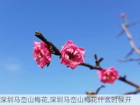 深圳马峦山梅花,深圳马峦山梅花什么时候开