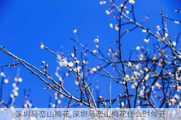 深圳马峦山梅花,深圳马峦山梅花什么时候开