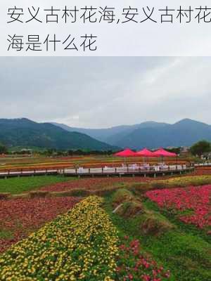 安义古村花海,安义古村花海是什么花