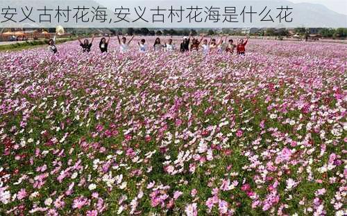 安义古村花海,安义古村花海是什么花