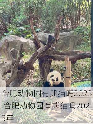 合肥动物园有熊猫吗2023,合肥动物园有熊猫吗2023年