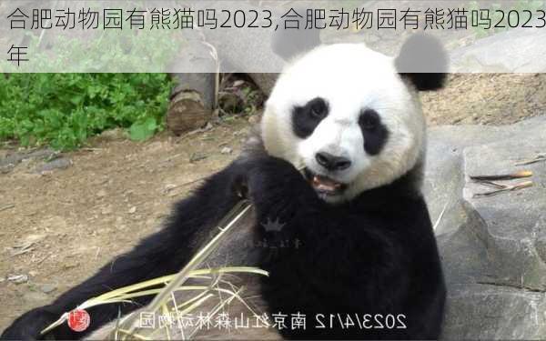 合肥动物园有熊猫吗2023,合肥动物园有熊猫吗2023年