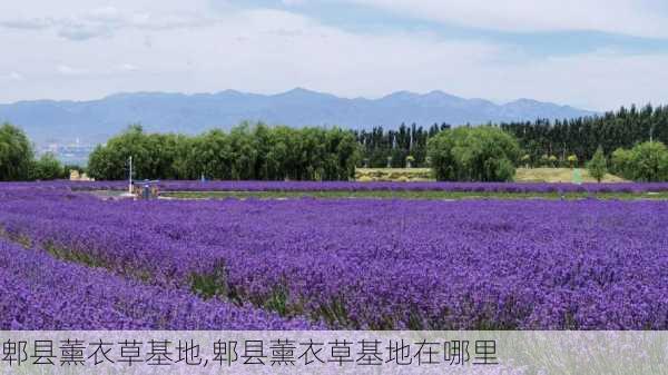 郫县薰衣草基地,郫县薰衣草基地在哪里