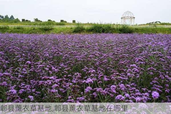 郫县薰衣草基地,郫县薰衣草基地在哪里