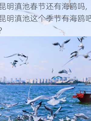 昆明滇池春节还有海鸥吗,昆明滇池这个季节有海鸥吧?