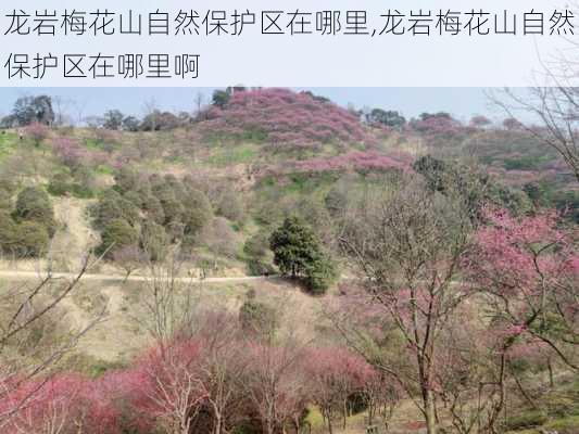 龙岩梅花山自然保护区在哪里,龙岩梅花山自然保护区在哪里啊