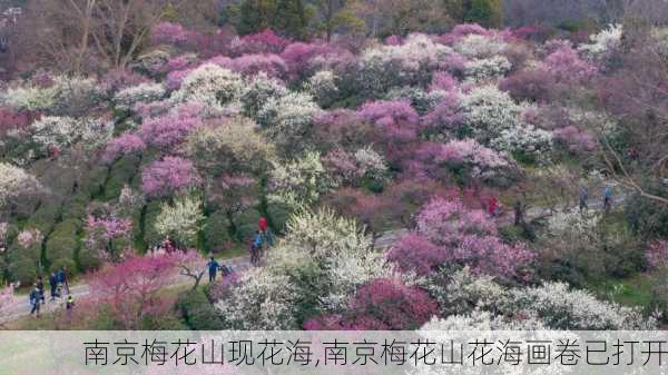 南京梅花山现花海,南京梅花山花海画卷已打开