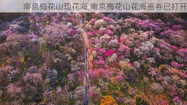 南京梅花山现花海,南京梅花山花海画卷已打开