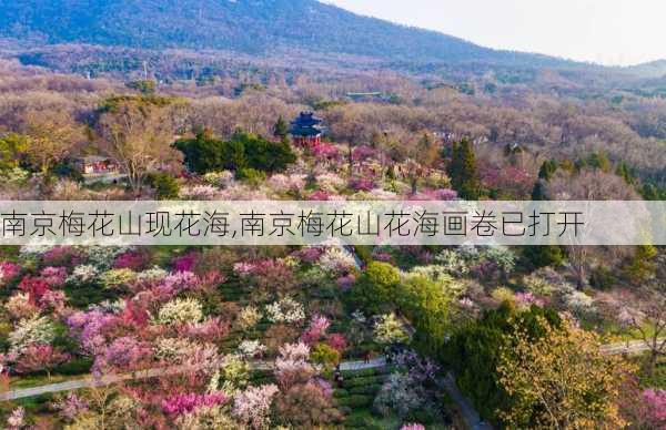 南京梅花山现花海,南京梅花山花海画卷已打开