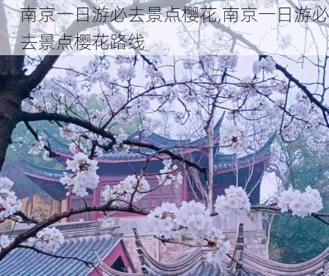 南京一日游必去景点樱花,南京一日游必去景点樱花路线