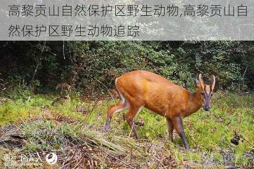 高黎贡山自然保护区野生动物,高黎贡山自然保护区野生动物追踪