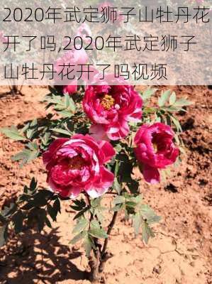 2020年武定狮子山牡丹花开了吗,2020年武定狮子山牡丹花开了吗视频