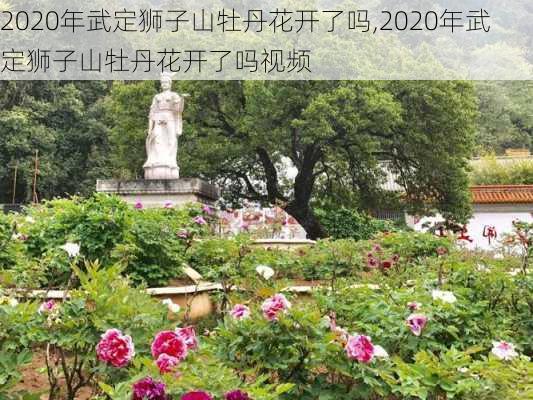 2020年武定狮子山牡丹花开了吗,2020年武定狮子山牡丹花开了吗视频