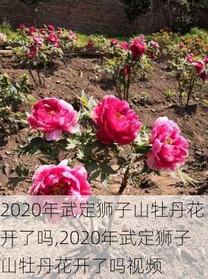 2020年武定狮子山牡丹花开了吗,2020年武定狮子山牡丹花开了吗视频