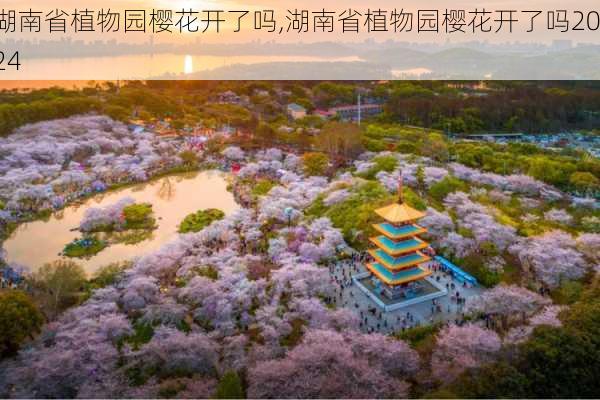 湖南省植物园樱花开了吗,湖南省植物园樱花开了吗2024