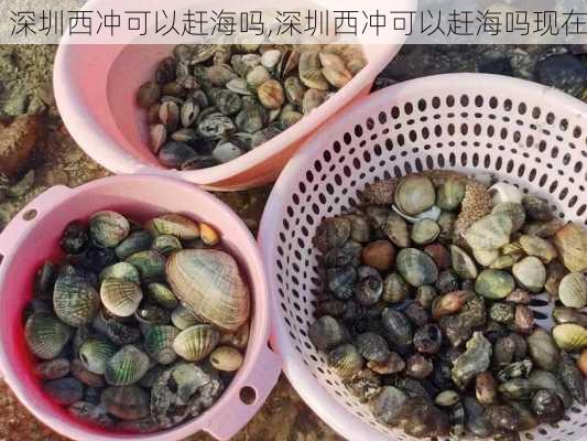 深圳西冲可以赶海吗,深圳西冲可以赶海吗现在