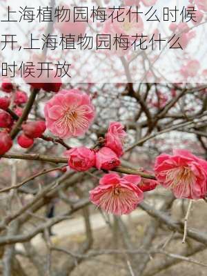 上海植物园梅花什么时候开,上海植物园梅花什么时候开放