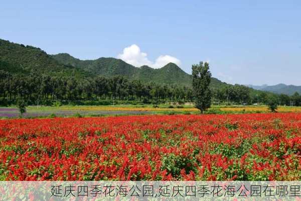 延庆四季花海公园,延庆四季花海公园在哪里