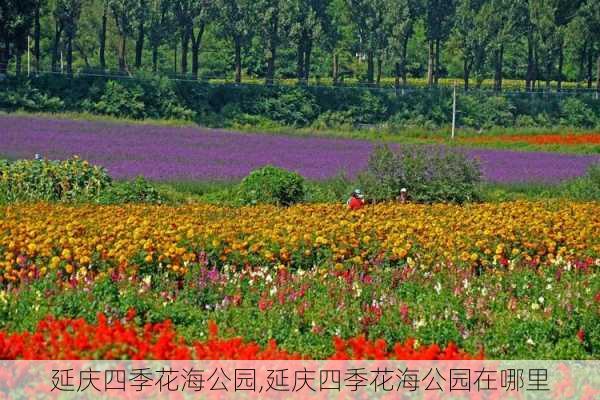 延庆四季花海公园,延庆四季花海公园在哪里