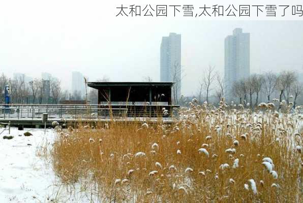 太和公园下雪,太和公园下雪了吗