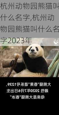 杭州动物园熊猫叫什么名字,杭州动物园熊猫叫什么名字2023年