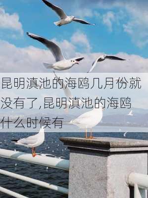 昆明滇池的海鸥几月份就没有了,昆明滇池的海鸥什么时候有