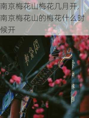 南京梅花山梅花几月开,南京梅花山的梅花什么时候开