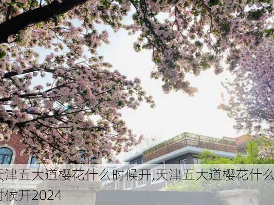 天津五大道樱花什么时候开,天津五大道樱花什么时候开2024