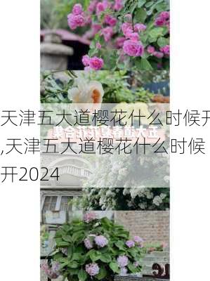 天津五大道樱花什么时候开,天津五大道樱花什么时候开2024