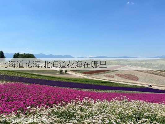 北海道花海,北海道花海在哪里