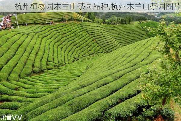 杭州植物园木兰山茶园品种,杭州木兰山茶园图片