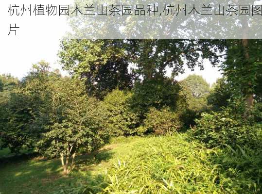 杭州植物园木兰山茶园品种,杭州木兰山茶园图片