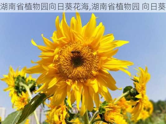 湖南省植物园向日葵花海,湖南省植物园 向日葵