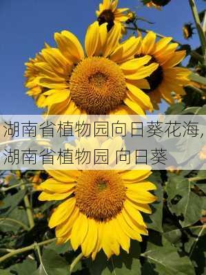 湖南省植物园向日葵花海,湖南省植物园 向日葵