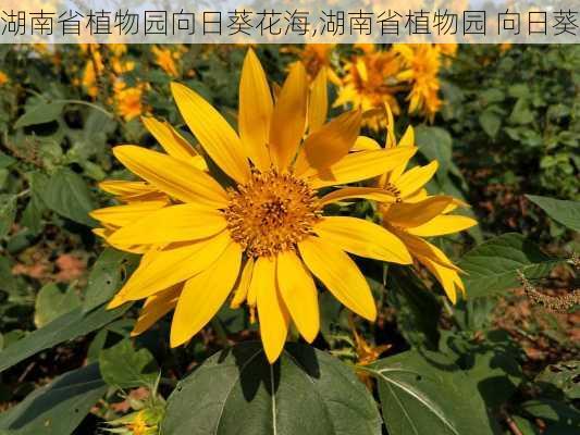 湖南省植物园向日葵花海,湖南省植物园 向日葵