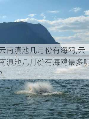 云南滇池几月份有海鸥,云南滇池几月份有海鸥最多呢?