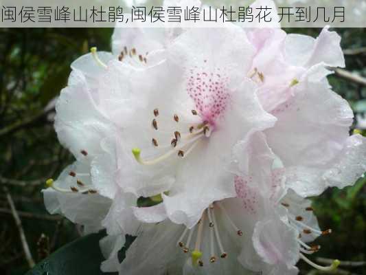 闽侯雪峰山杜鹃,闽侯雪峰山杜鹃花 开到几月