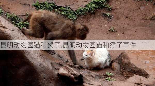 昆明动物园猫和猴子,昆明动物园猫和猴子事件