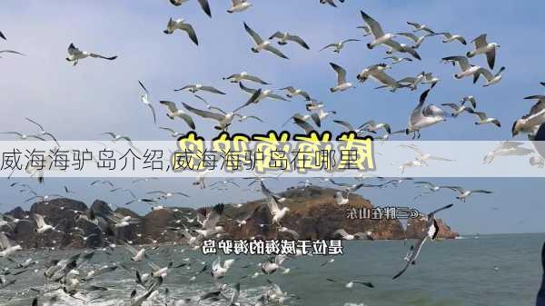 威海海驴岛介绍,威海海驴岛在哪里