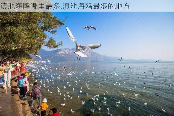 滇池海鸥哪里最多,滇池海鸥最多的地方