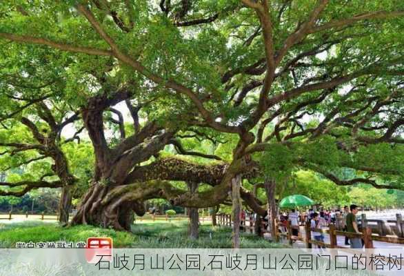 石岐月山公园,石岐月山公园门口的榕树