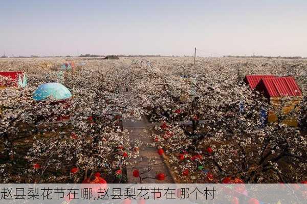 赵县梨花节在哪,赵县梨花节在哪个村