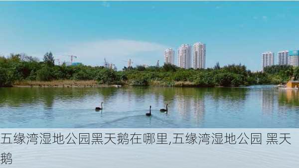 五缘湾湿地公园黑天鹅在哪里,五缘湾湿地公园 黑天鹅