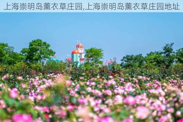 上海崇明岛薰衣草庄园,上海崇明岛薰衣草庄园地址