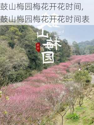 鼓山梅园梅花开花时间,鼓山梅园梅花开花时间表