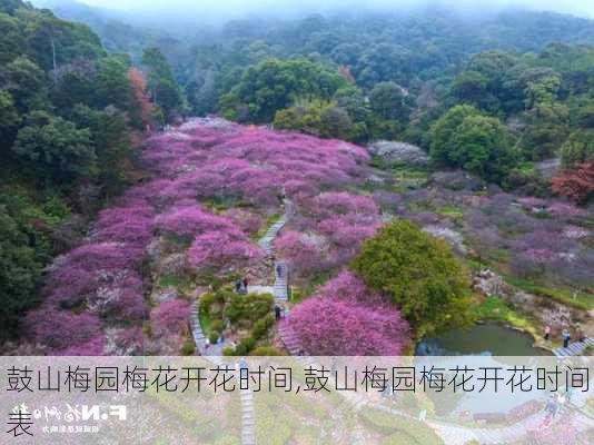 鼓山梅园梅花开花时间,鼓山梅园梅花开花时间表