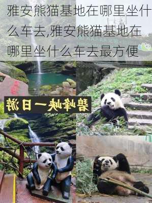 雅安熊猫基地在哪里坐什么车去,雅安熊猫基地在哪里坐什么车去最方便