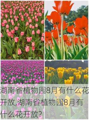 湖南省植物园8月有什么花开放,湖南省植物园8月有什么花开放?