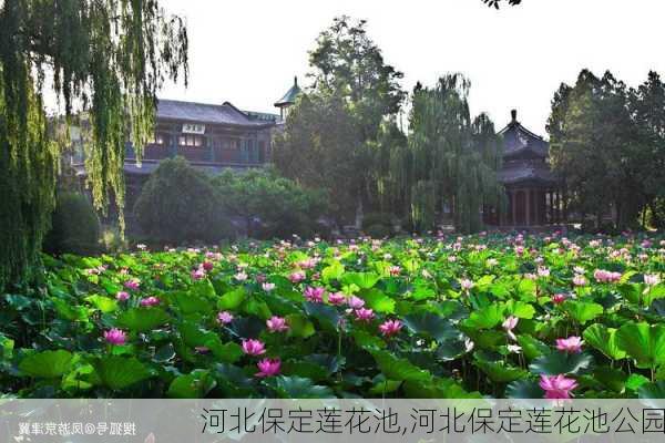 河北保定莲花池,河北保定莲花池公园